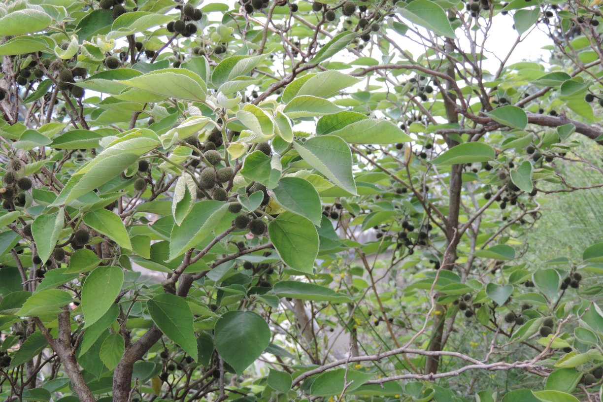 Che albero? Broussonetia papyrifera (Moraceae) - Esemplare femminile